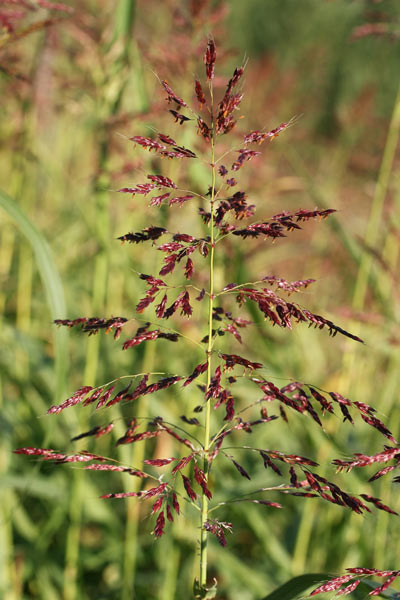 Sorghum halepense, Canestrello, Melgastro, Melghetta, Sagginella, Sorghetto, Sorgo d'Aleppo, Sorgo selvatico, Saina