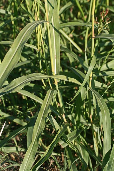 Sorghum halepense, Canestrello, Melgastro, Melghetta, Sagginella, Sorghetto, Sorgo d'Aleppo, Sorgo selvatico, Saina