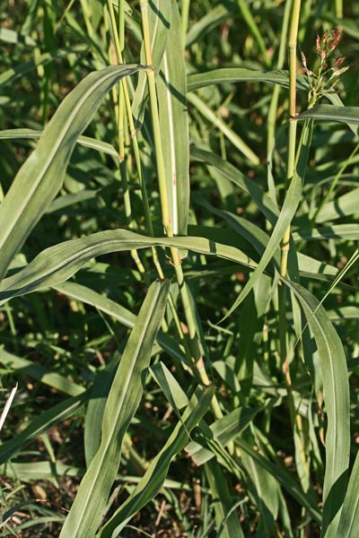 Sorghum halepense, Canestrello, Melgastro, Melghetta, Sagginella, Sorghetto, Sorgo d'Aleppo