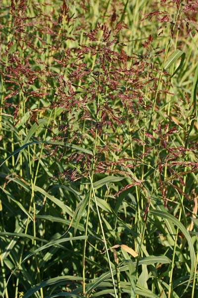 Sorghum halepense, Canestrello, Melgastro, Melghetta, Sagginella, Sorghetto, Sorgo d'Aleppo, Sorgo selvatico, Saina
