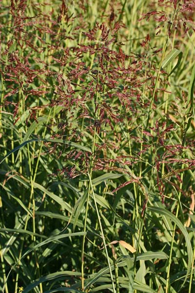 Sorghum halepense, Canestrello, Melgastro, Melghetta, Sagginella, Sorghetto, Sorgo d'Aleppo