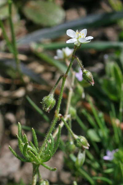 Spergularia arvensis, Renaiola comune, Spergola delle messi, Erbixedd'e puddas