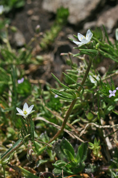 Spergularia arvensis, Renaiola comune, Spergola delle messi, Erbixedd'e puddas