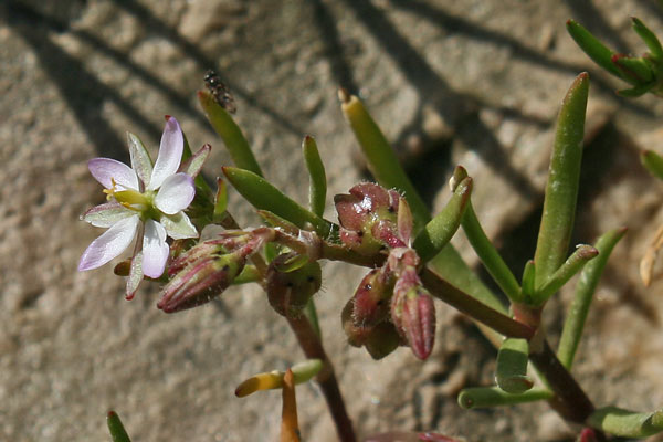 Spergularia marina