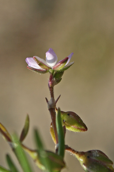 Spergularia marina