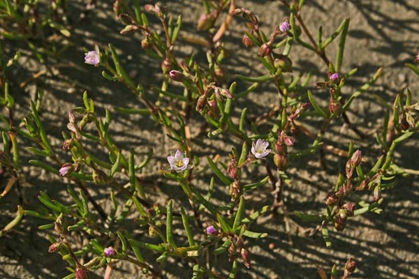 Spergularia marina