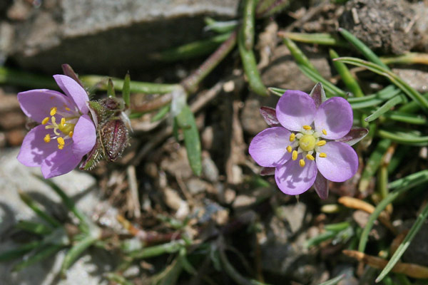 Spergularia rubra, Spergularia comune, Erbixedd'e puddas