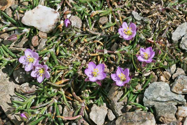 Spergularia rubra, Spergularia comune, Erbixedd'e puddas