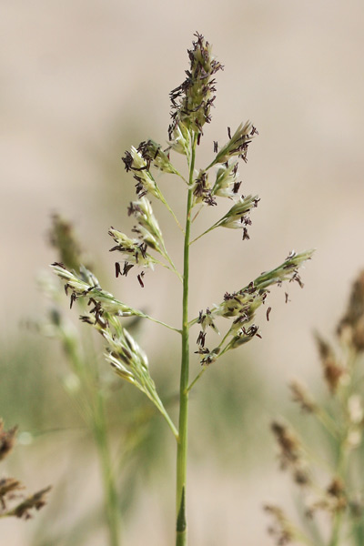 Sporobolus virginicus, Agrostide pungente, Gramigna marina, Sporobolo delle spiagge