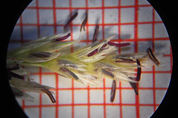Sporobolus pungens, Sporobolo pungente