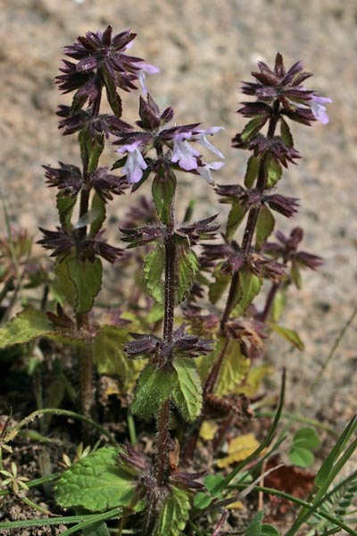 Stachys arvensis, Stregonia minore, Erba de bruscia