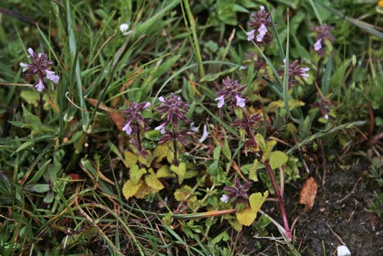 Stachys arvensis, Stregonia minore, Erba de bruscia