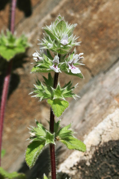 Stachys brachyclada, Betonica con rami brevi, Stregona con rami brevi