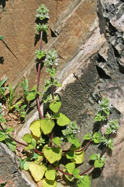 Stachys brachyclada, Betonica con rami brevi, Stregona con rami brevi