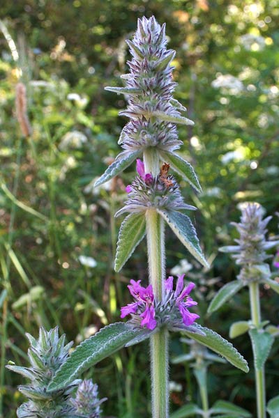 Stachys germanica, Madrisalvia, Stachide germanica, Salvia bianca