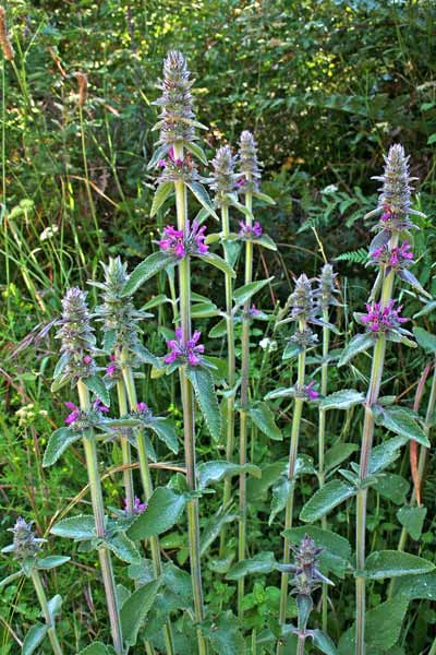 Stachys germanica, Madrisalvia, Stachide germanica, Salvia bianca