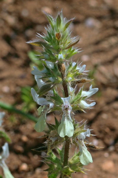 Stachys ocymastrum, Basilico selvatico, Stregona, Basaricò arestu, Brasile areste