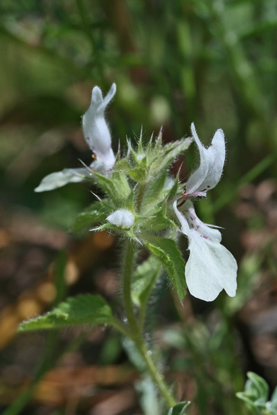 Stachys ocymastrum, Basilico selvatico, Stregona, Basaricò arestu, Brasile areste