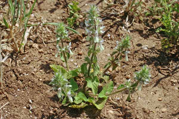 Stachys ocymastrum, Basilico selvatico, Stregona, Basaricò arestu, Brasile areste