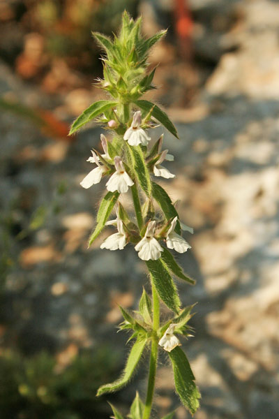 Stachys romana, Stregonia comune