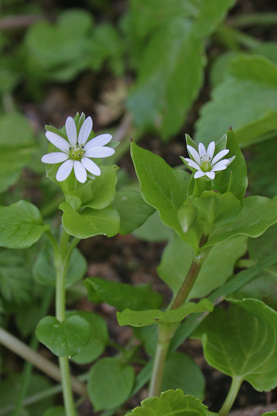 Stellaria media, Budellina, Centocchio comune, Paperina, Eiba di giaddina, Eiva puddina, Erba de puddas, Erba di gallina, Erba puddina, Puddina