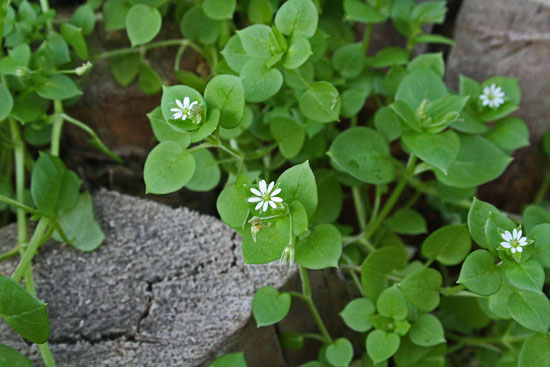 Stellaria media, Budellina, Centocchio comune, Paperina, Eiba di giaddina, Eiva puddina, Erba de puddas, Erba di gallina, Erba puddina, Puddina