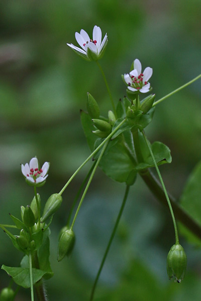 Stellaria neglecta, Centocchio a fiori grandi, Eiva puddina, Erba de puddas