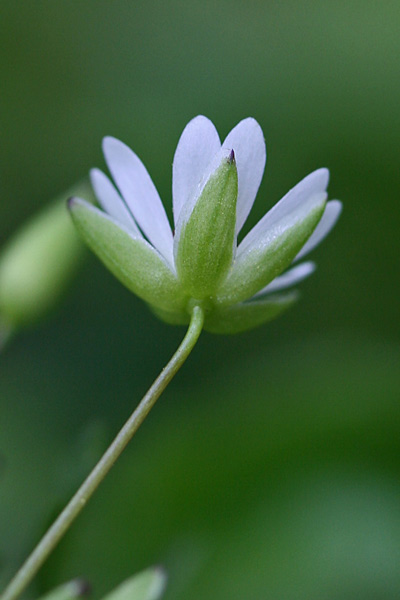 Stellaria neglecta, Centocchio a fiori grandi, Eiva puddina, Erba de puddas