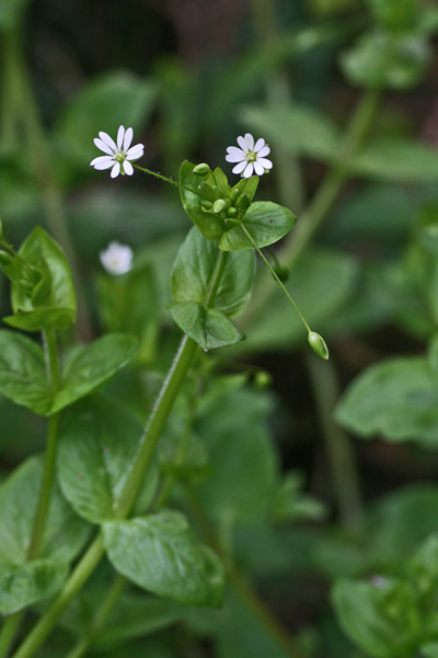 Stellaria neglecta, Centocchio a fiori grandi, Eiva puddina, Erba de puddas