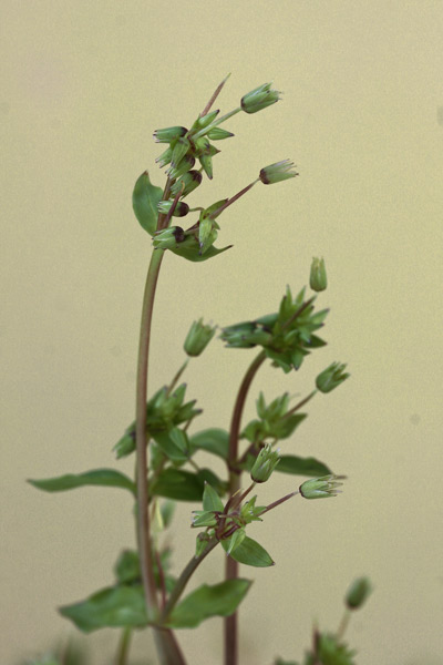 Stellaria pallida, Centocchio apetala, Centocchio senza petali