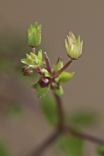 Stellaria pallida, Centocchio apetala, Centocchio senza petali