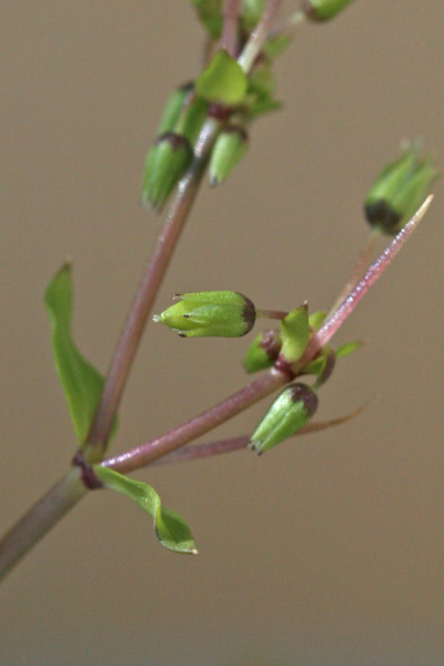 Stellaria pallida, Centocchio apetala, Centocchio senza petali