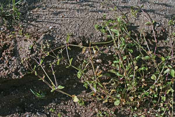 Stellaria pallida, Centocchio apetala, Centocchio senza petali