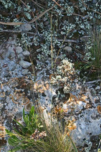 Stipa juncea, Lino delle fate giunchiforme, Stipa di Offner