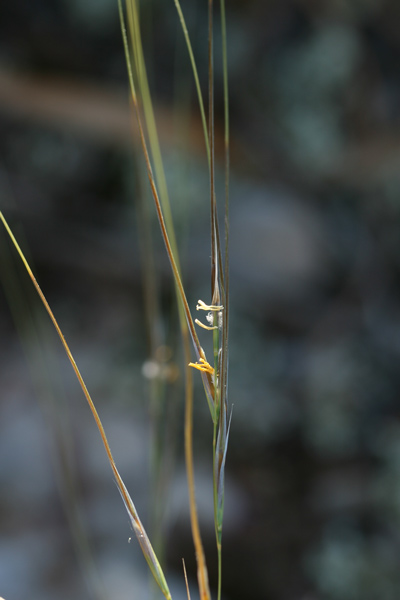 Stipa juncea, Lino delle fate giunchiforme, Stipa di Offner