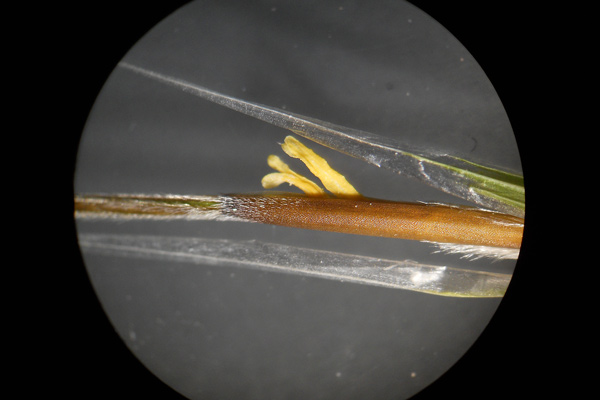 Stipa juncea, Lino delle fate giunchiforme, Stipa di Offner