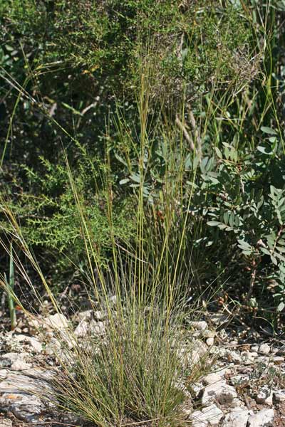 Stipa juncea, Lino delle fate giunchiforme, Stipa di Offner