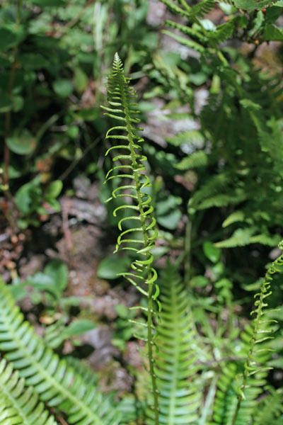 Struthiopteris spicant, Lonchite minore