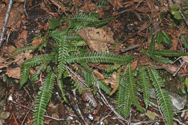 Struthiopteris spicant, Lonchite minore