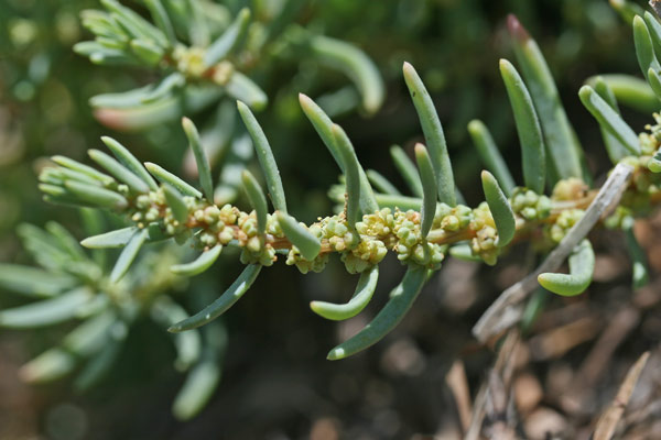 Suaeda maritima, Suaeda marittima, Sassoini, Sossoini, Sussuini