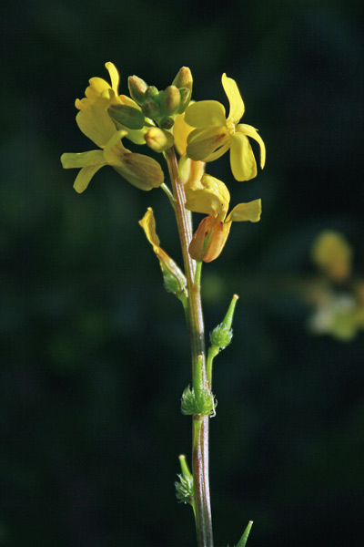 Succowia balearica, Soccovia