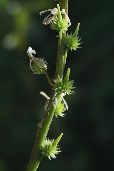 Succowia balearica, Soccovia