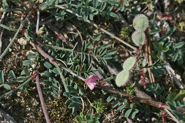 Sulla spinosissima, Sulla pallida, Assuddixedda