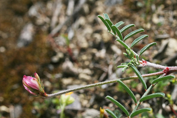 Sulla spinosissima, Sulla pallida, Assuddixedda