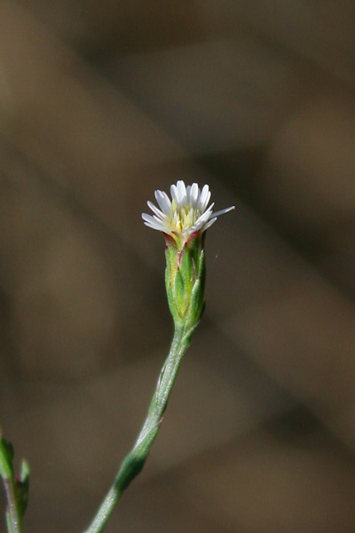 Symphyotrichum squamatum, Astro annuale, Astro autunnale