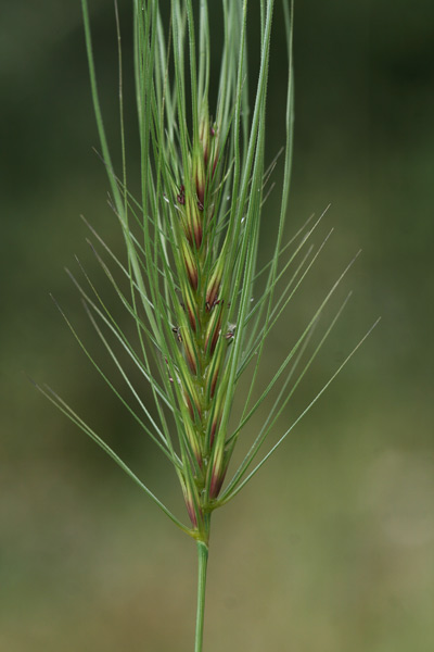 Taeniatherum asperum, Orzo ruvido