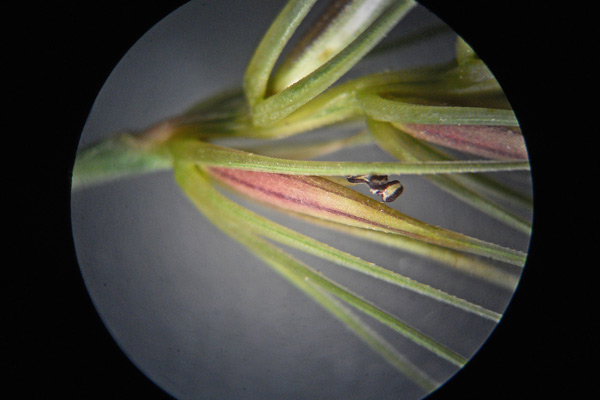 Taeniatherum asperum, Orzo ruvido