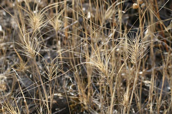 Taeniatherum asperum, Orzo ruvido