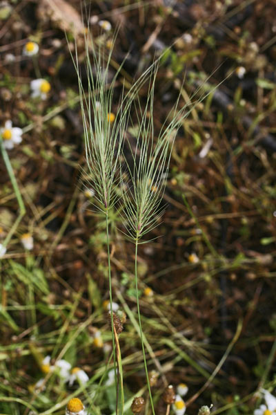 Taeniatherum asperum, Orzo ruvido