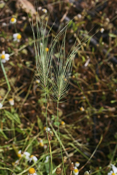 Taeniatherum asperum, Orzo ruvido